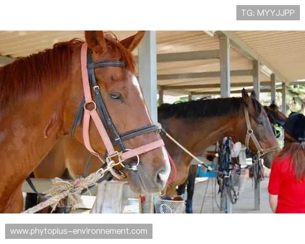 富里睡醒发现自家马场又多两匹新马，账单比对手血条还长